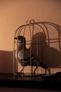 piccione in gabbia